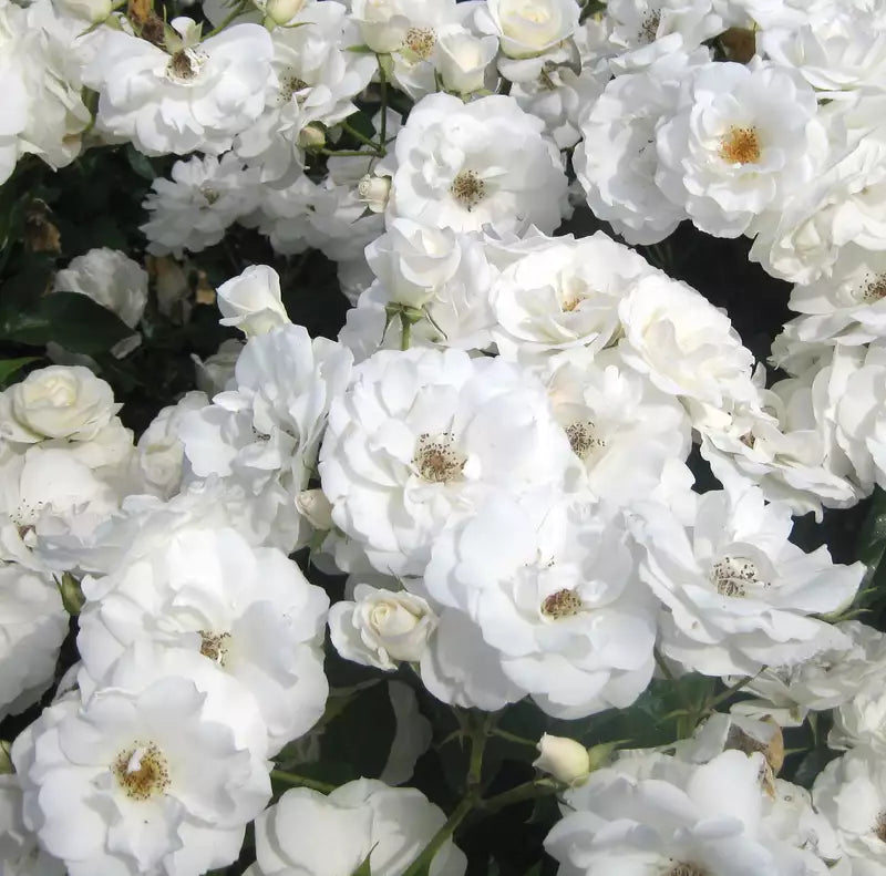 Trandafir pe picior "Schneewittchen" 1.20 - 1.30 m (Rosa "Schneewittchen")