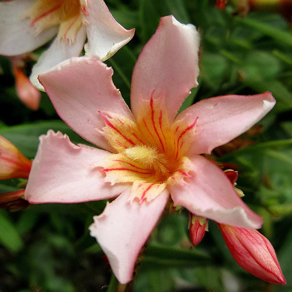 Leandru tufa diferite culori / Nerium oleander/