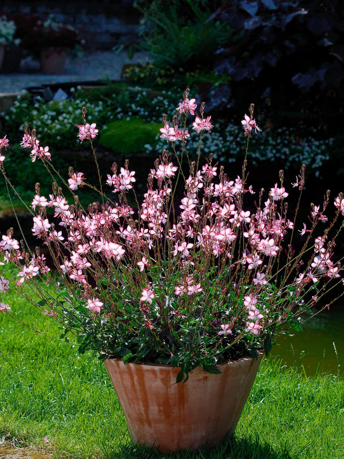 Gaura lindheimeri "Rosy Jane"