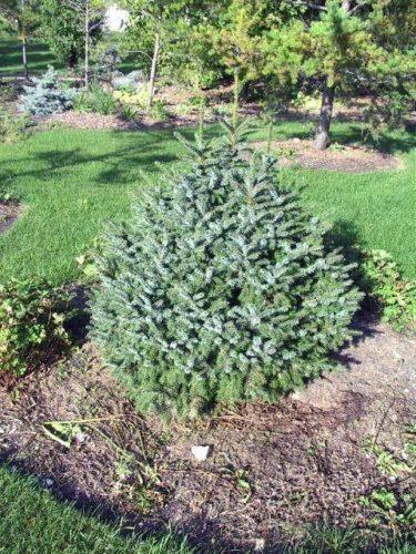 Molid sarbesc "Nana" 0.40 - 0.60 m / Picea omorika "Nana" / gradina-noastra