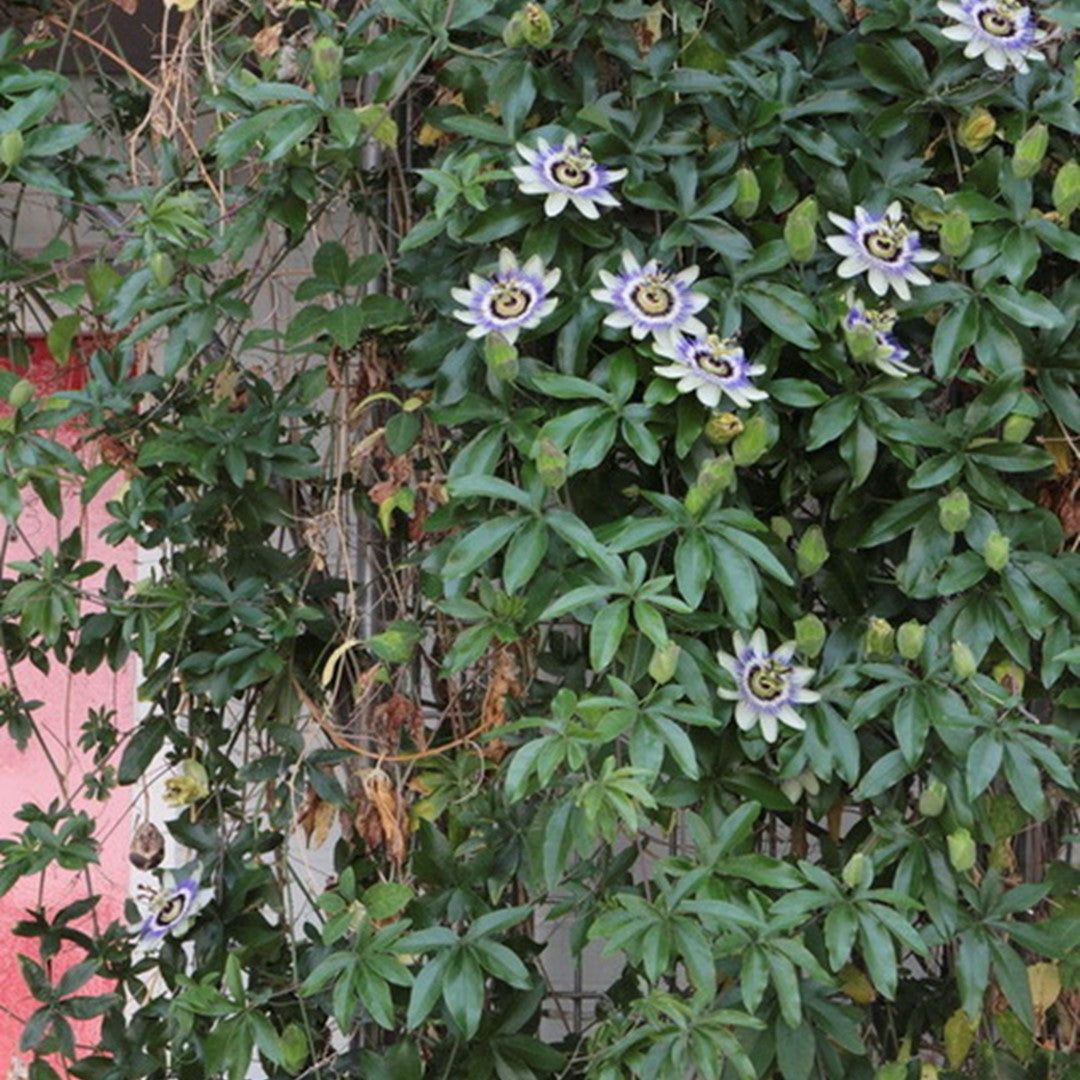 Floarea pasiunii 0.60 m / Passiflora mix /