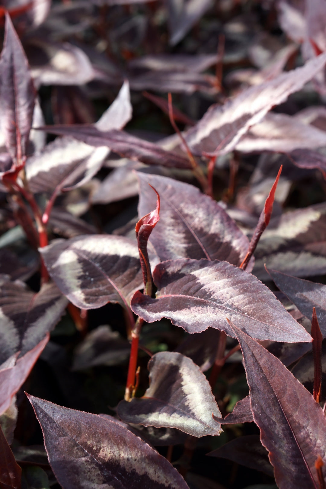 Persicaria microcephala "Red Dragon" 0.10 - 0.20 m