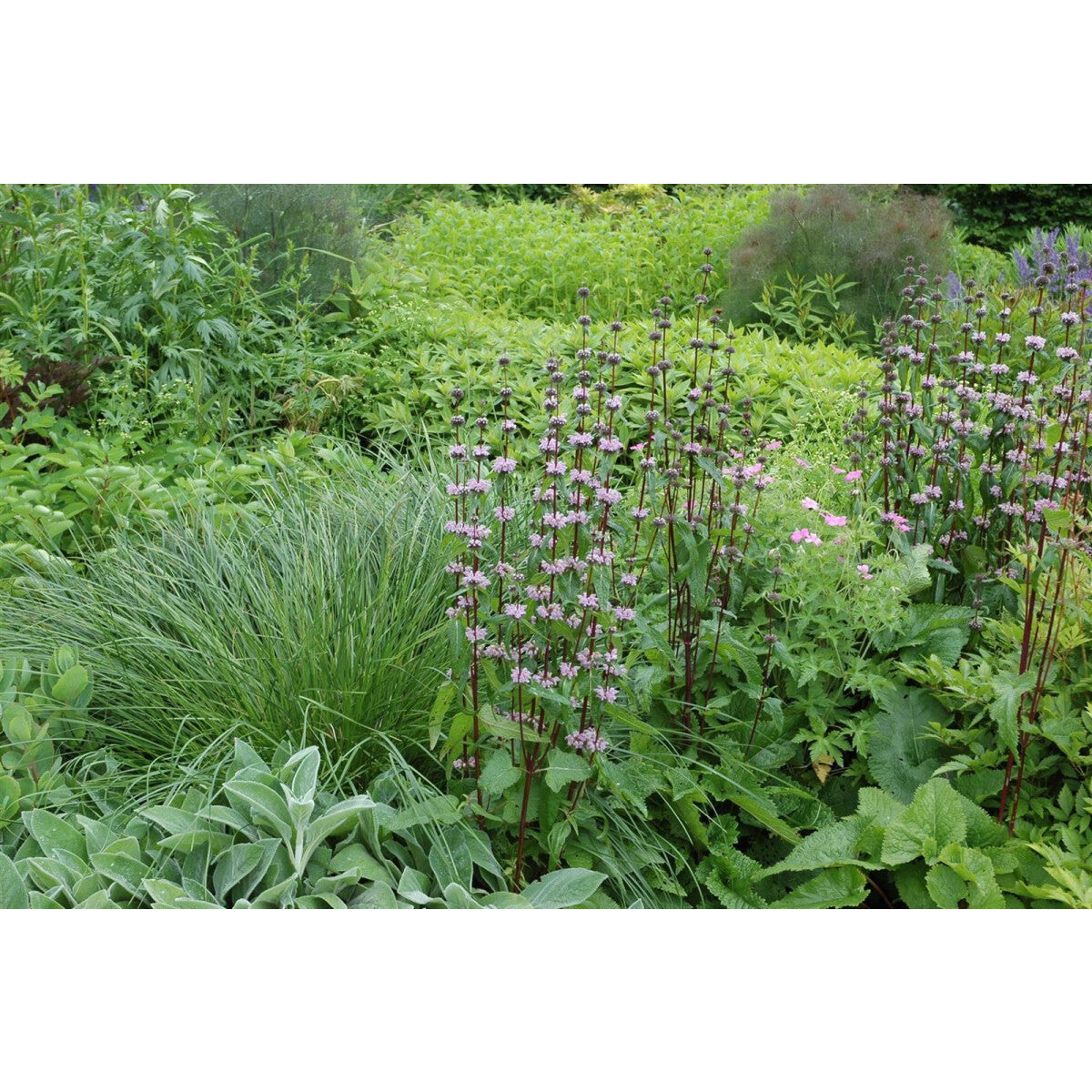 Phlomis tuberosa 0.10 - 0.20 m