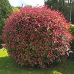 Photinia "Red Robin" minge 0.80 - 1.00 m / Photinia serulata "Red Robin"/