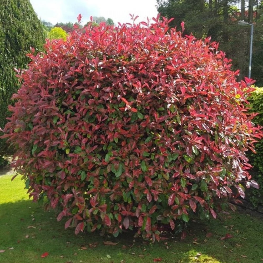 Photinia "Red Robin" minge 0.80 - 1.00 m / Photinia serulata "Red Robin"/