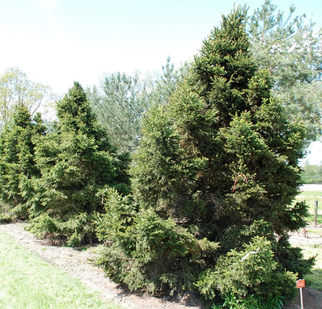 Molid "Wills Zwerg" 0.80 - 1.20 m / Picea abies "Wills Zwerg"/