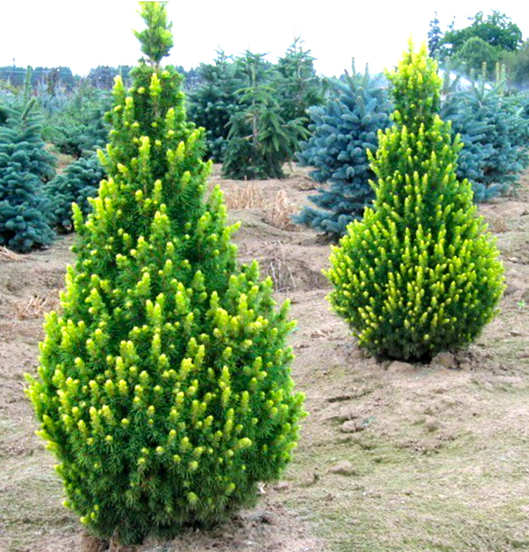 Molid alb "Rainbow’s End" 0.40 - 0.50 m / Picea glauca "Rainbow’s End"/