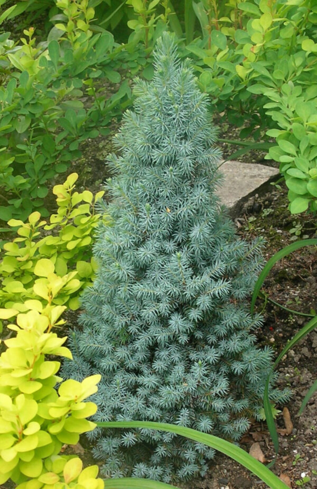 Molid alb "Sander's Blue" 0.40 - 0.50 m / Picea glauca "Sander's Blue"/