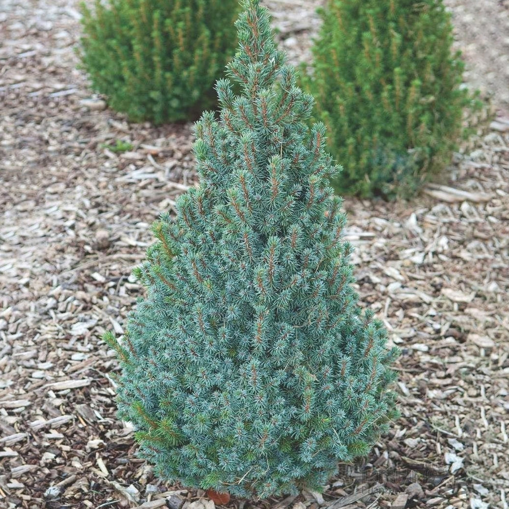 Molid alb "Sander's Blue" 0.40 - 0.50 m / Picea glauca "Sander's Blue"/
