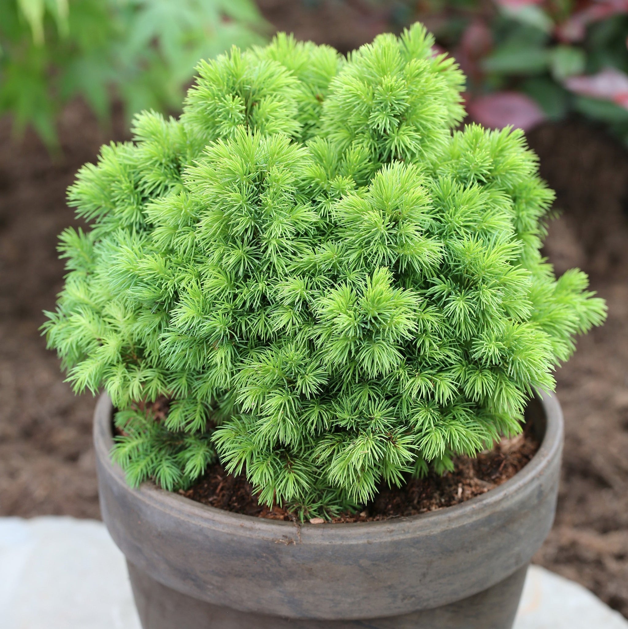 Molid canadian "Alberta Globe" 0.20 - 0.30 m / Picea glauca "Alberta Globe"/