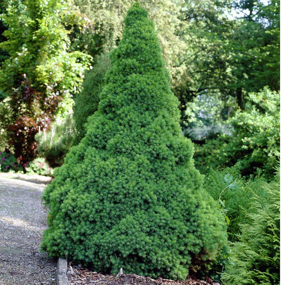 Molid alb "Conica" 0.20 - 0.30 m / Picea glauca "Conica"/