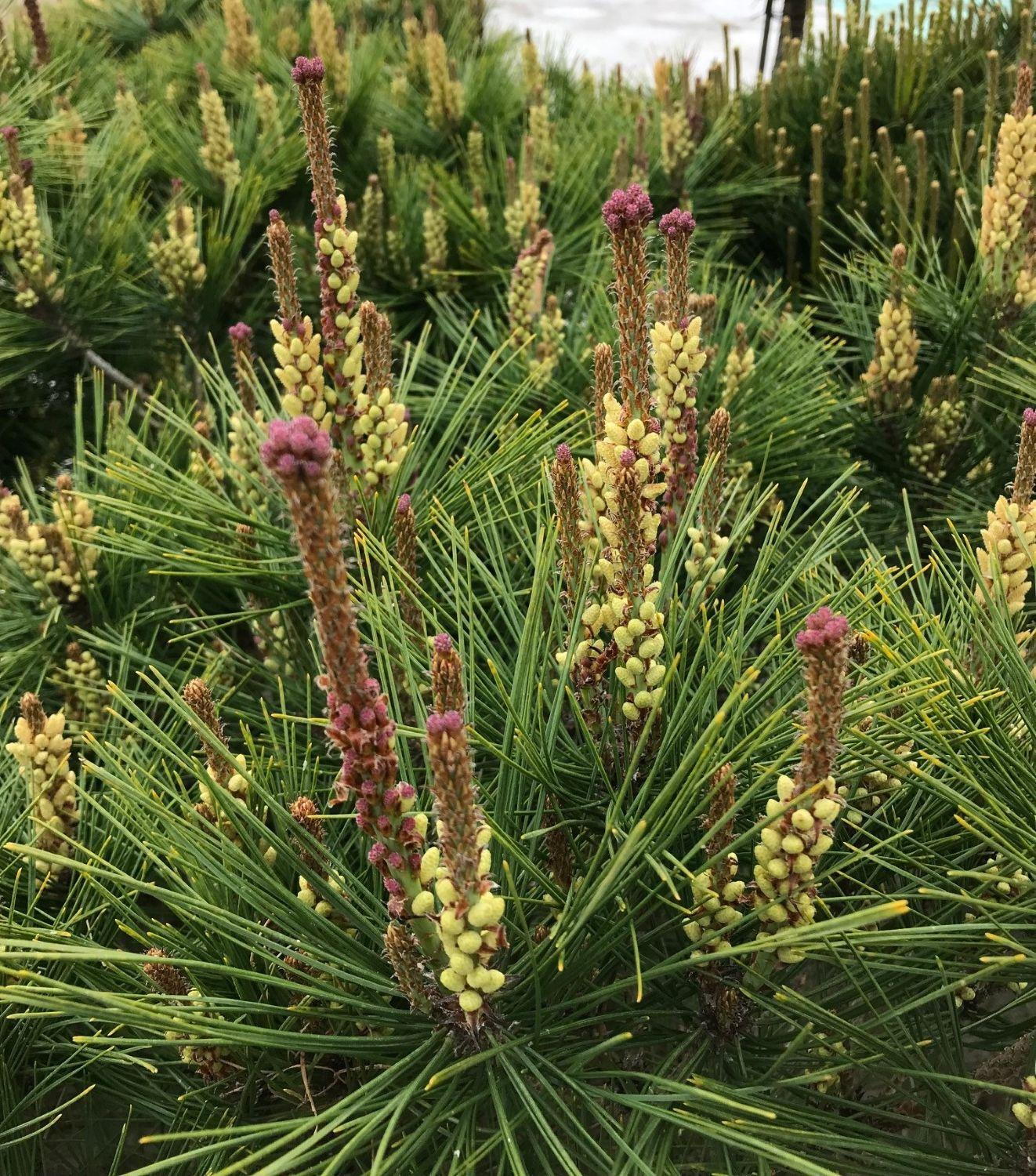 Pin negru "Pierrick Bregeon" pomisor / Pinus nigra "Pierrick Bregeon" /