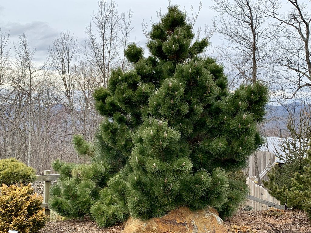 Pin japonez negru "Thunderhead" / Pinus thunbergii "Thunderhead" /