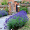 Lavanda angustifolia "Hidicote" 0.10 m