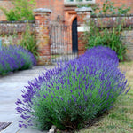Lavanda angustifolia "Hidicote" 0.10 m