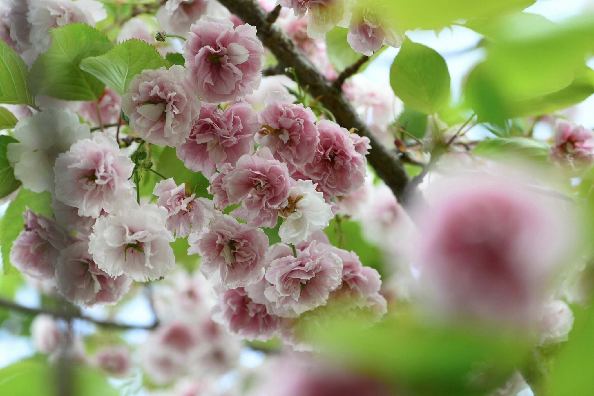 Cires japonez "Shirofugen" 2.00 - 2.50 m / Prunus serrulata "Shirofugen" /