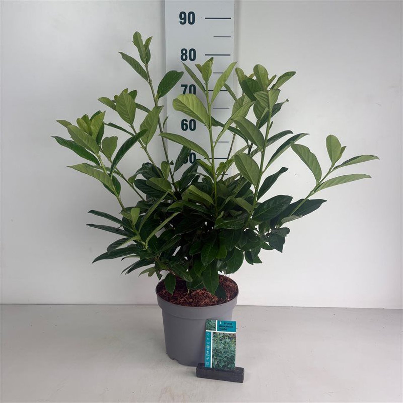 Laur englezesc Novita" 1.30 - 1.50 m Prunus laurocerasus" Novita"