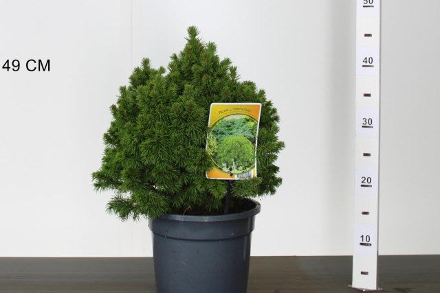 Molid canadian "Alberta Globe" 0.20 - 0.30 m / Picea glauca "Alberta Globe"/