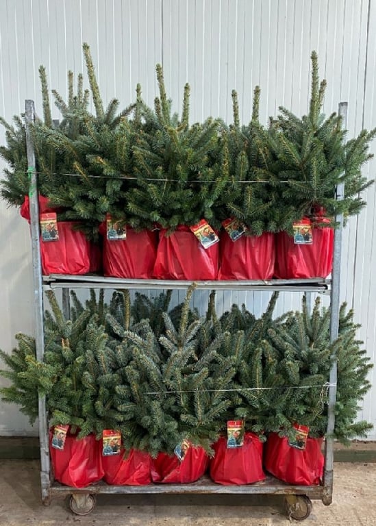 Molid argintiu "Super Blue" 0.50 - 0.60 m / Picea pungens picea "Super Blue"/