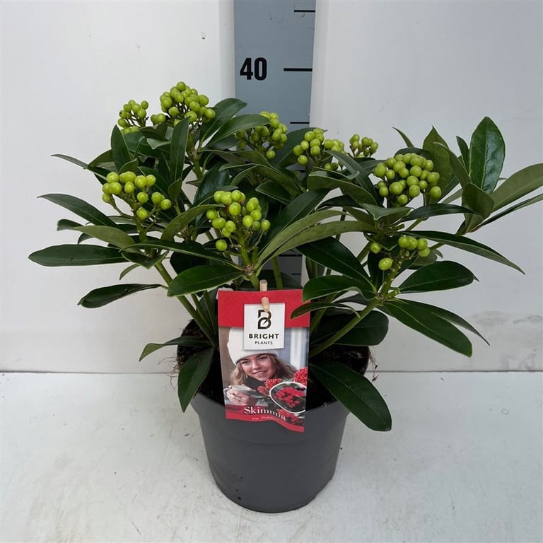Liliac japonez "Pabella" 0.40 - 0.50 m / Skimmia japonica "Pabella"/