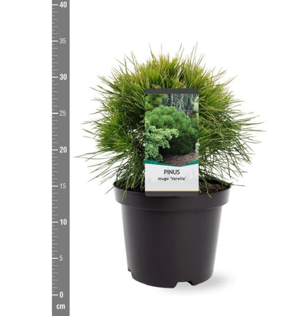 Pin pitic "Varella" 0.20 - 0.25 m / Pinus mugo "Varella"/