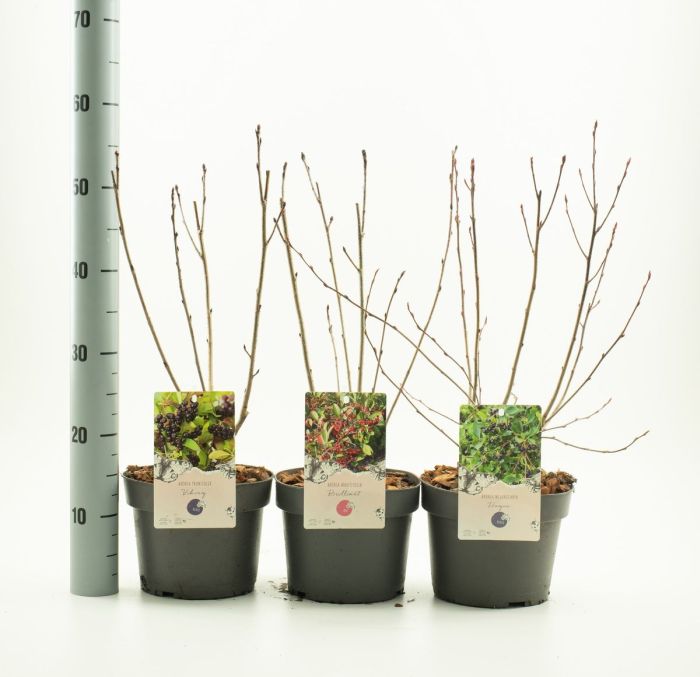 Aronia mix 0.50 -0.60 m / Aronia mix /