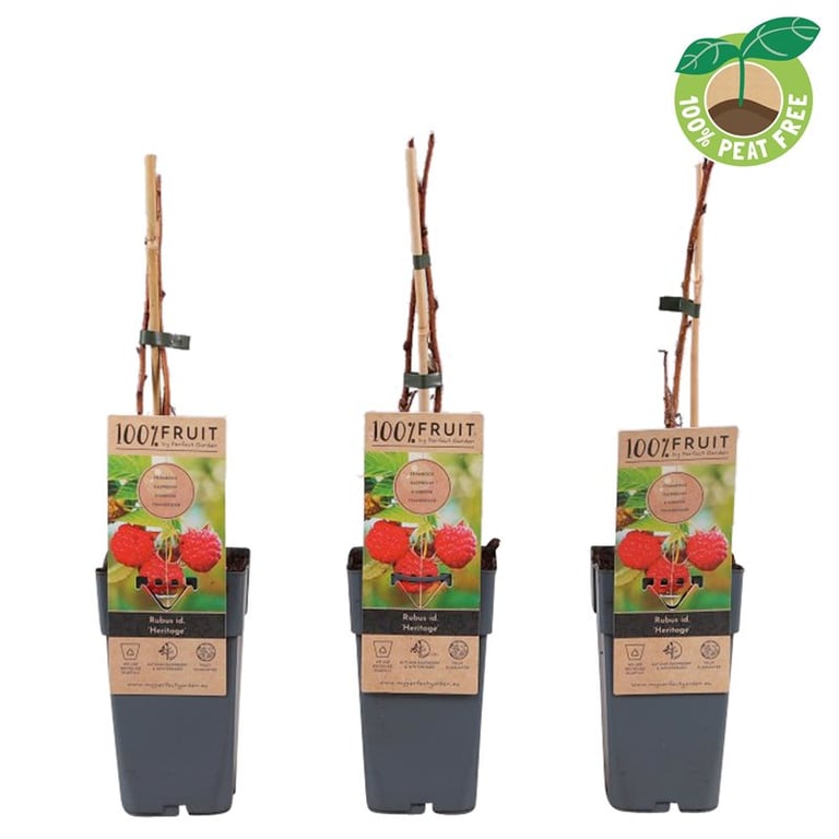 Zmeur "Heritage" 0.40 -0.50 m / Rubus idaeus "Heritage" /