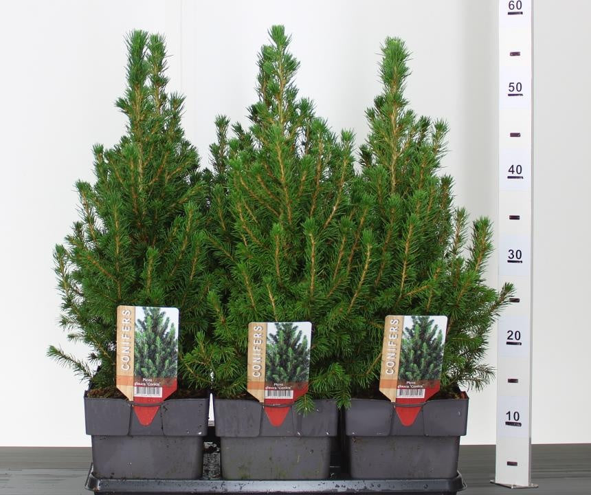 Molid alb "Conica" 0.20 - 0.30 m / Picea glauca "Conica"/