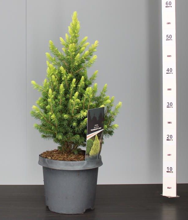Molid alb "Rainbow’s End" 0.40 - 0.50 m / Picea glauca "Rainbow’s End"/