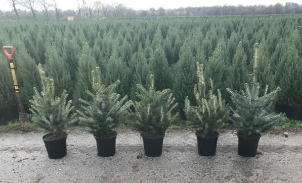 Molid argintiu "Super Blue" 0.50 - 0.60 m / Picea pungens picea "Super Blue"/