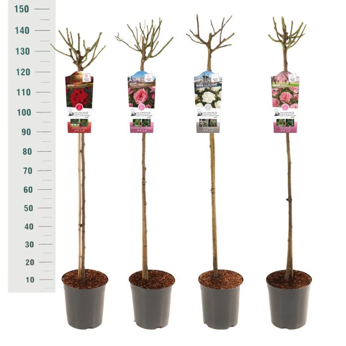 Trandafir pe picior "Sirius" 1.20 - 1.30 m (Rosa "Sirius")