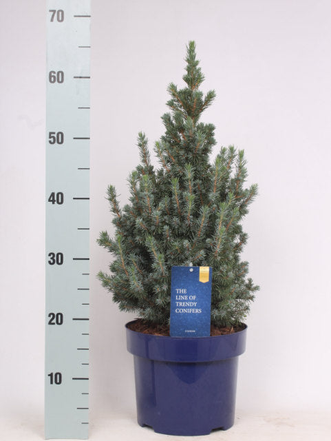 Molid alb "Sander's Blue" 0.40 - 0.50 m / Picea glauca "Sander's Blue"/