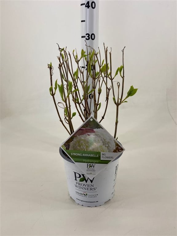 Hortensia "Strong Annabelle" 0.20 - 0.30 m / Hydrangea arborescens "Strong Annabelle"/