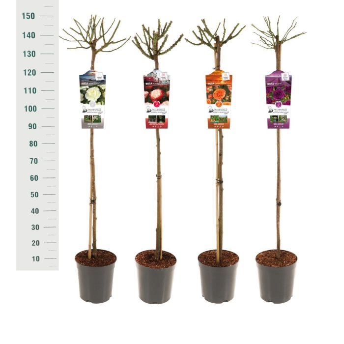 Trandafir pe picior "Schneewittchen" 1.20 - 1.30 m (Rosa "Schneewittchen")