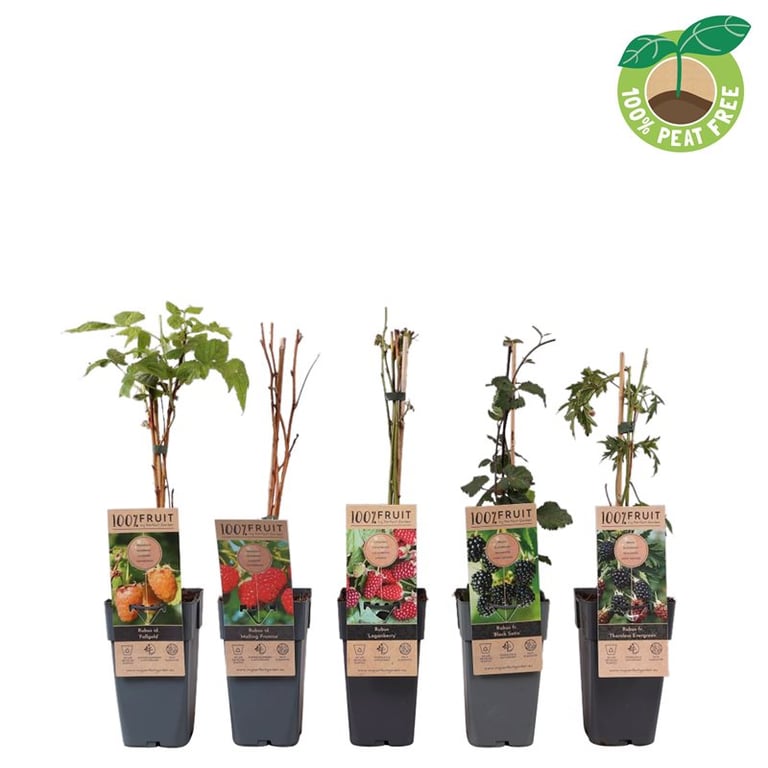 Zmeur mix 0.40 -0.50 m / Rubus mix /