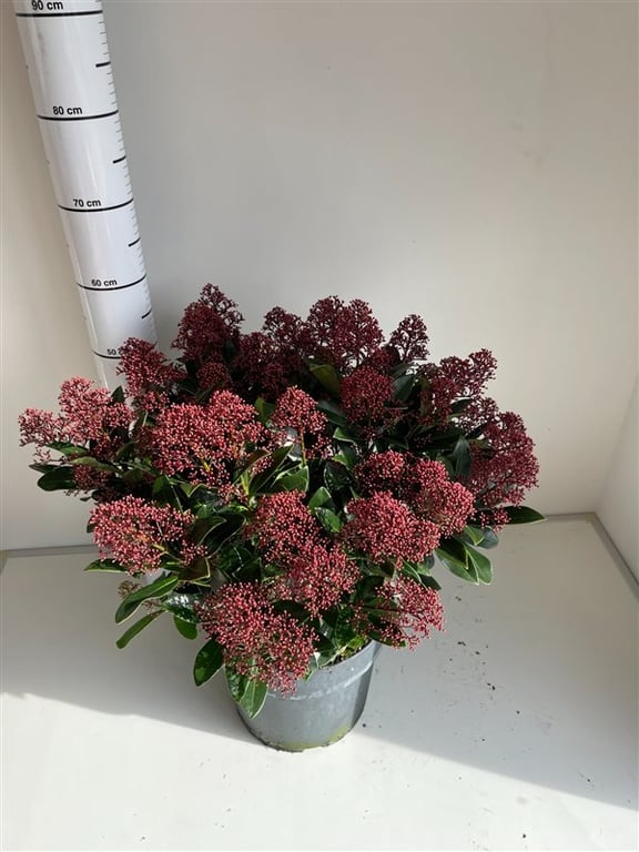 Liliac japonez "Rubella" 0.40 - 0.50 m / Skimmia japonica "Rubella"/