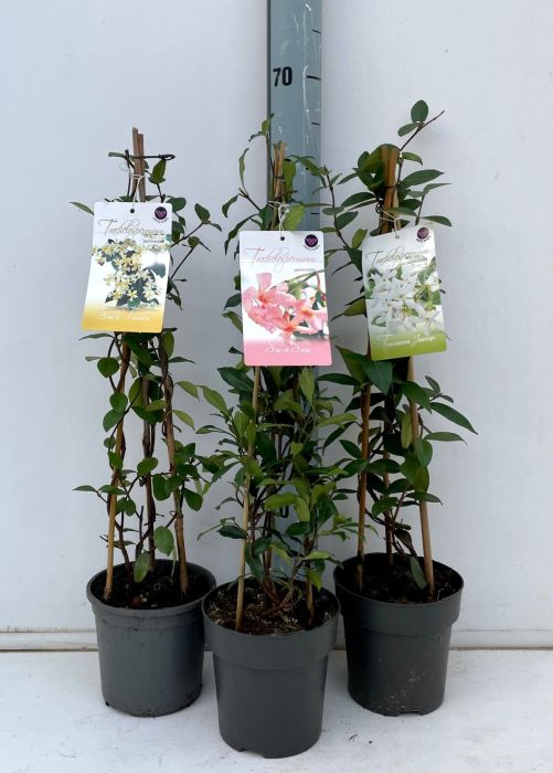 Iasomie stelata mix 0.40 - 0.50 m / Trachelospermum jasminoides /