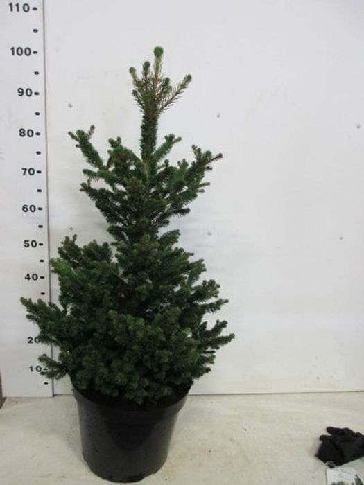 Molid "Wills Zwerg" 0.80 - 1.20 m / Picea abies "Wills Zwerg"/