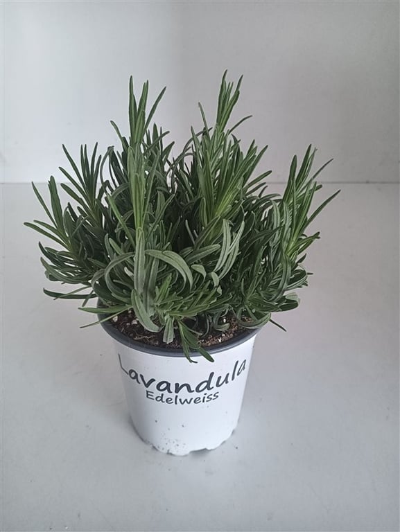 Lavanda "Edelweiss" 0.20 m / Lavandula x intermedia "Edelweiss"/