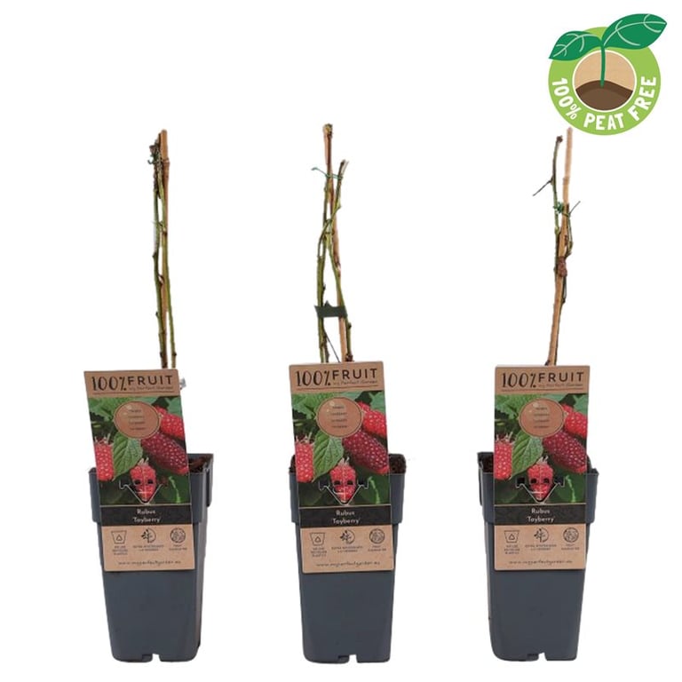 Zmeur "Tayberry" 0.40 -0.50 m / Rubus "Tayberry" /