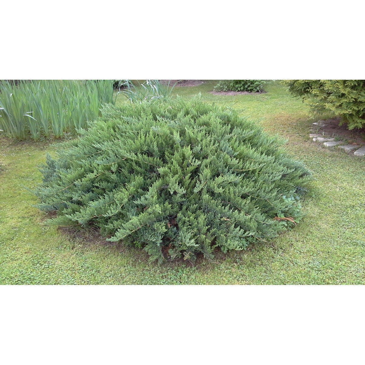 Ienupar "Green Carpet" / Juniperus comunis "Green Carpet", perfect pentru grădini verzi și elegante.