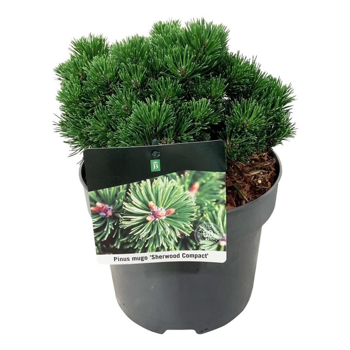Pin pitic "Sherwood Compact" 0.20 - 0.25 m / Pinus mugo "Sherwood Compact"/