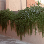 Rozmarin "Prostratus" 0.50 - 0.70 m / Rosmarinus officinalis "Prostratus"/