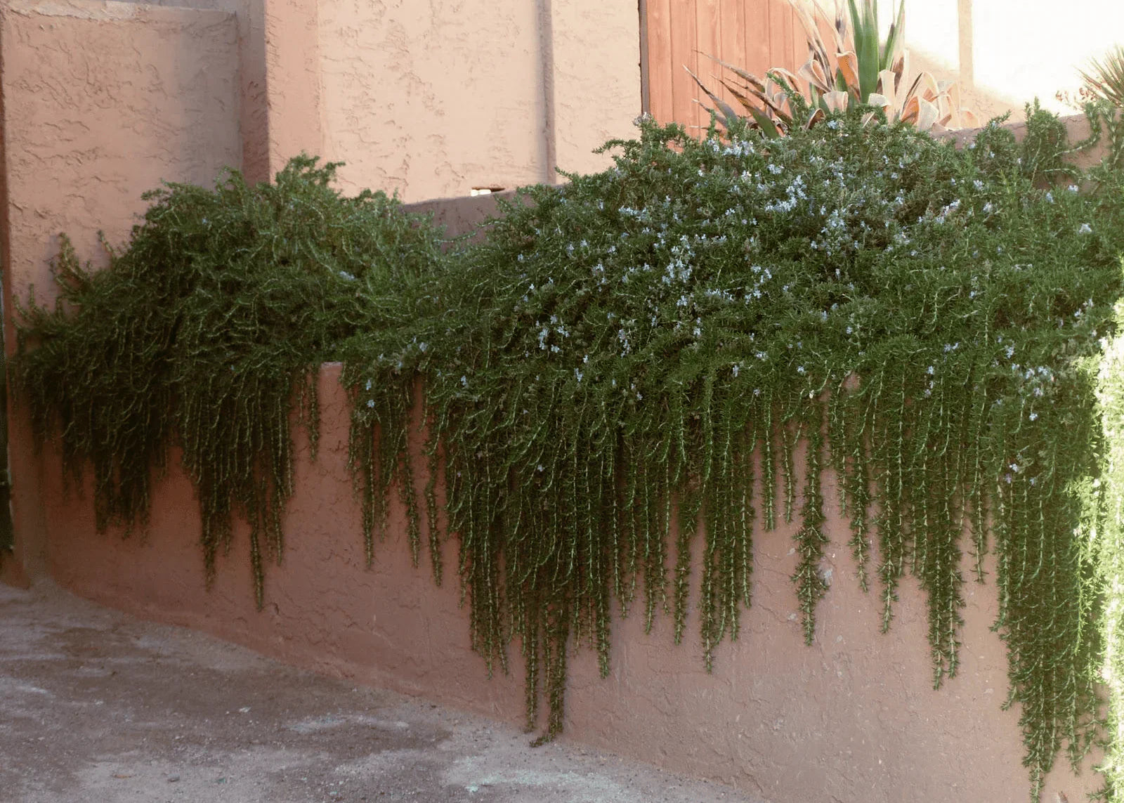 Rozmarin "Prostratus" 0.50 - 0.70 m / Rosmarinus officinalis "Prostratus"/