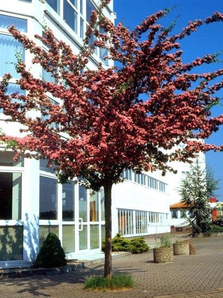 Paducel "Paul's Scarlet" 3.50 - 4.50 m / Crataegus laevigata "Paul's Scarlet"/ gradina-noastra