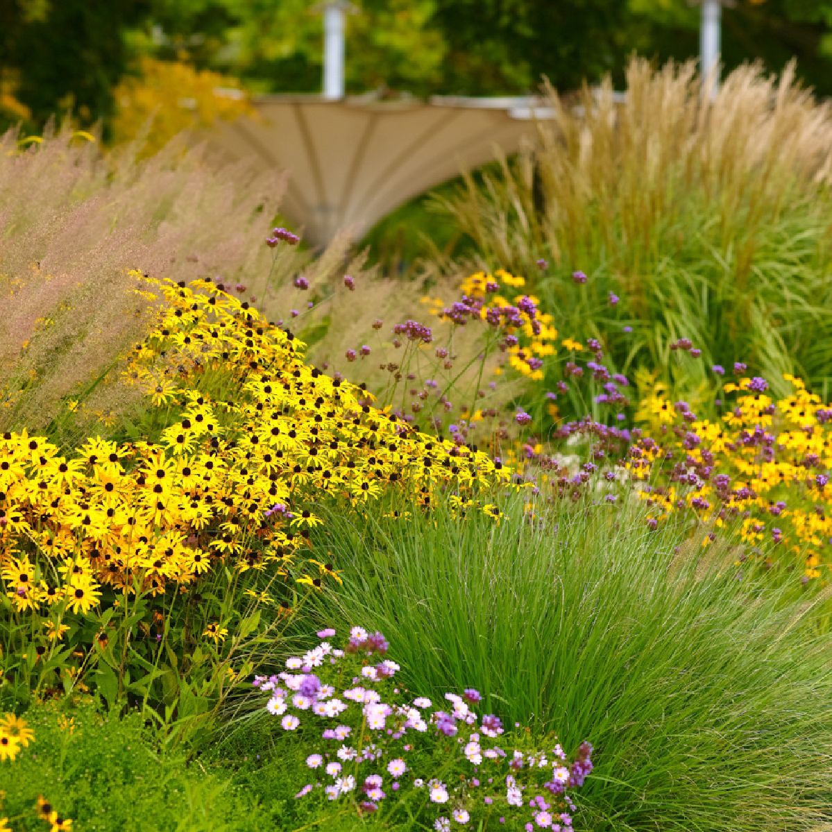 Rudbeckia fulgida "Goldsturm"