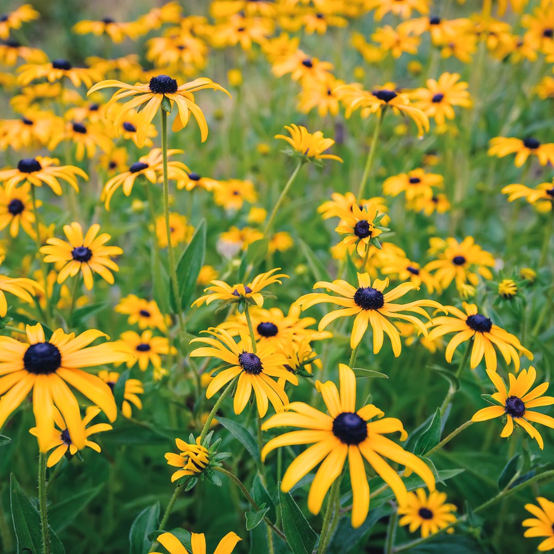 Rudbeckia fulgida "Goldsturm"