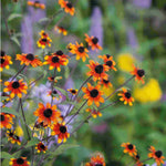 Rudbeckia triloba "Prairie Glow"