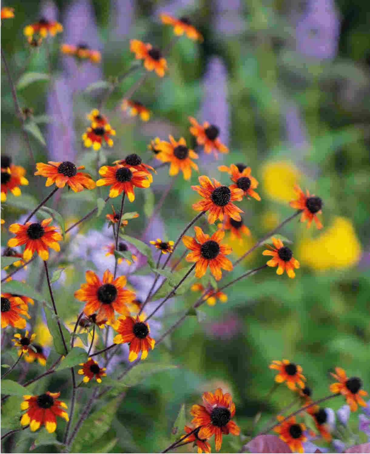 Rudbeckia triloba "Prairie Glow"