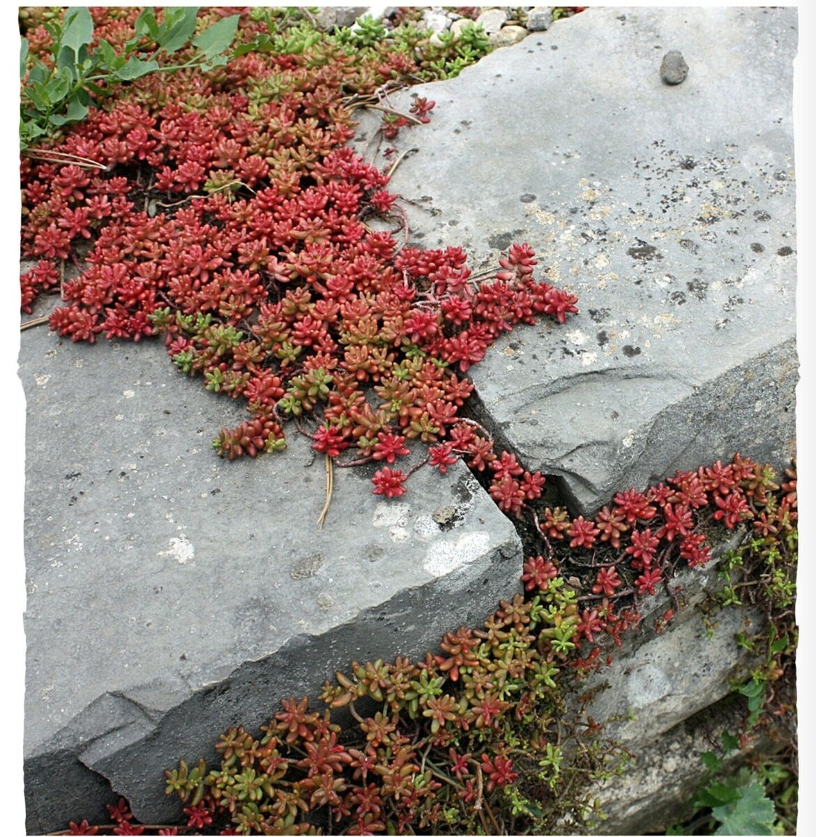 Iarba grasa 0.10 - 0.20 m / Sedum album /